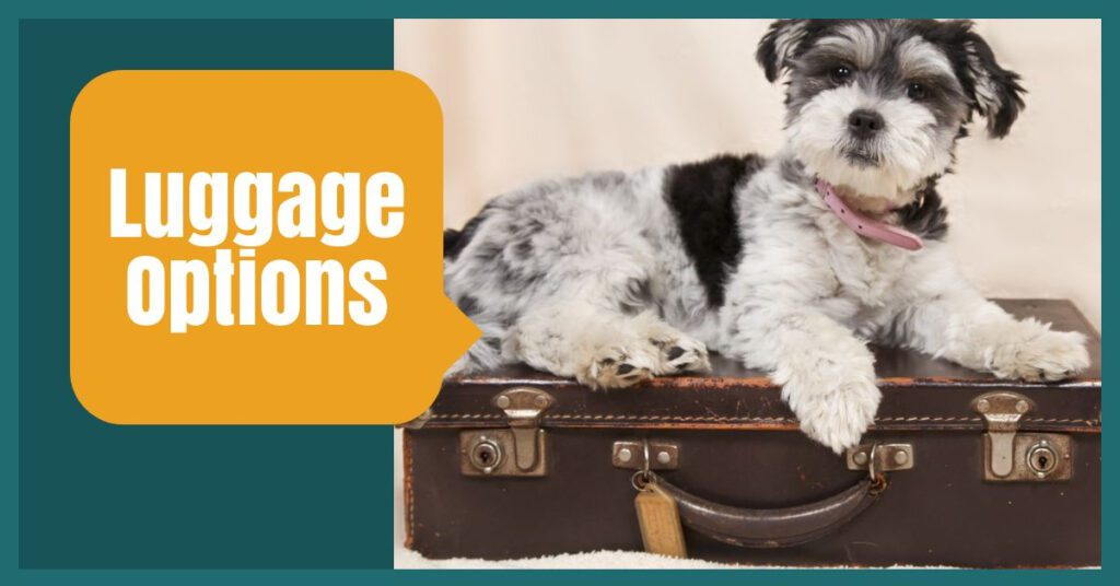 shows a dog sitting on an old style suitcase easyjet baggage