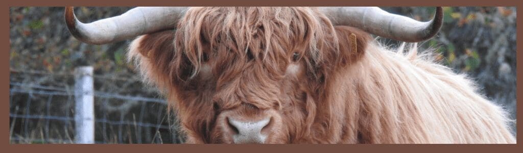 is it easy to drive in the scottish highlands post image highland cow