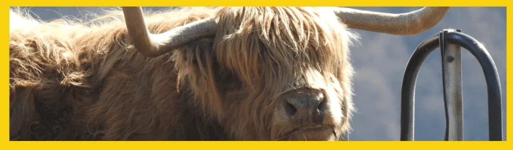 loch ness tour heilean coo