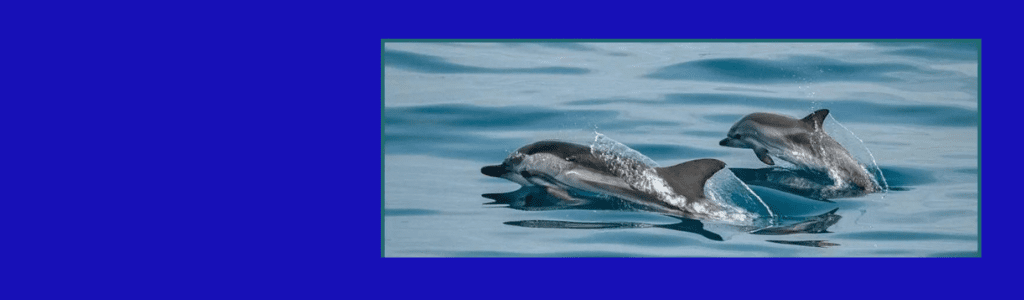 dophin spotting